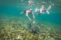 Siquijor GOPR8915 214x140 - Apo Island - turtles